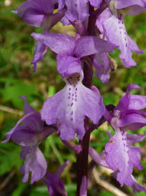 Orchis mascula 'purpurea'